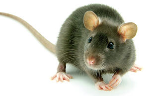 Myši, potkani, krysy a hlodavci