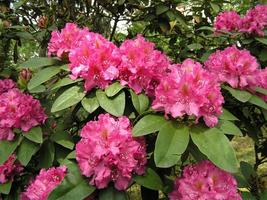 Rododendrony velkolisté - hybridum
