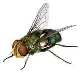 Létající hmyz(mouchy,komáři,octomilky,moly,...)