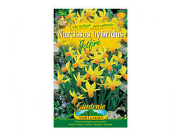 Narcis botanický JETFIRE 5ks