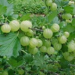 Angrešt zelený 'Hinnonmaeki Grün' - Ribes uva-crispa 'Hinnonmaeki Grün'