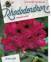 Rododendron (T) 'Marie Forte' – Rhododendron (T) 'Marie Forte' - 1