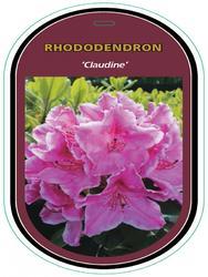 Rododendron (T) 'Claudine' -Rhododendron (T) 'Claudine'  - 1
