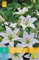 Lilie - Asiatic White (2 cibule) "B"