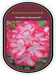 Rododendron (T) 'President Roosevelt' – Rhododendron (T) 'President Roosevelt'



 - 1