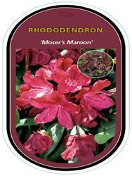 Rododendron (T) 'Moser's Maroon' – Rhododendron (T) 'Moser's Maroon'



