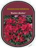 Rododendron 'Baden-Baden' – Rhododendron 'Baden-Baden'




 - 1/2