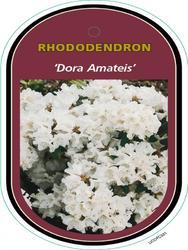 Rododendron 'Dora Amateis' – Rhododendron 'Dora Amateis'



 - 1