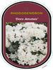 Rododendron 'Dora Amateis' – Rhododendron 'Dora Amateis'



 - 1/2