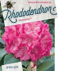 Rododendron (T) 'Germania'  - Rhododendron (T) 'Germania'