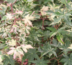 Javor dlanitolistý 'Oridono-Nishiki'-Acer palmatum 'Oridono-Nishik











 - 1