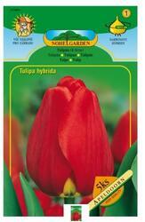 Tulipán, Darwinovy hybridy APELDOORN 5ks