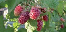 Malinoostružiník beztrnný  'Loganberry' - Rubus 














	



