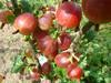 Angrešt červený 'Hinnonmaeki Rod' - Ribes uva-crispa 'Hinnonmaeki Rod' keřový - 1/2