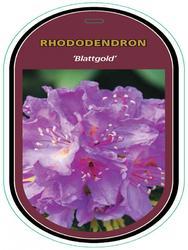 Rododendron (T) 'Blattgold' - Rhododendron (T) 'Blattgold' - 1