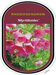 Rododendron 'Myrtilloides' – Rhododendron 'Myrtilloides'



 - 1