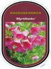 Rododendron 'Myrtilloides' – Rhododendron 'Myrtilloides'



 - 1/2