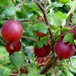 Angrešt červený 'Captivator' - Ribes uva-crispa 'Captivator' keřový