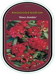 Rododendron (T) 'Nova Zembla' – Rhododendron (T) 'Nova Zembla'  - 1