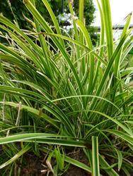 Ostřice japonská 'Variegata' - Carex morrowii 'Variegata'