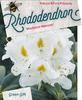 Rododendron (T) 'Madame Masson' - Rhododendron (T) 'Madame Masson' - 1/3