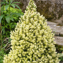 Smrk sivý 'J.W. Daisy´s White' - Picea glauca 'J.W. Daisy´s White' - 1