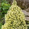 Smrk sivý 'J.W. Daisy´s White' - Picea glauca 'J.W. Daisy´s White' - 1/3
