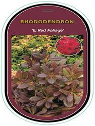 Rododendron (T) 'E. Red Foliage'-Rhododendron (T) 'E. Red Foliage' - 1