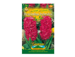 Hyacint zahradní JAN BOS 3ks