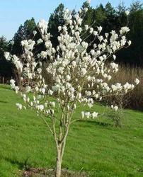 Šácholan obnažený (Yulan) - Magnolia denudata (Yulan)
	

 - 1
