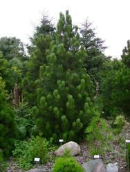 Borovice bělokorá 'Satellit' - Pinus leucodermis 'Satellit' 



 - 1