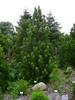 Borovice bělokorá 'Satellit' - Pinus leucodermis 'Satellit' 



 - 1/2