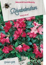 Rododendron 'Abendrot' – Rhododendron 'Abendrot'




