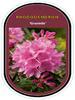 Rododendron (T) 'Graziella' - Rhododendron (T) 'Graziella' - 1/2