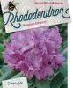 Rododendron 'Roseum Elegans' – Rhododendron 'Roseum Elegans' - 1/2