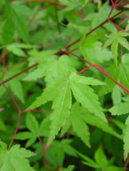 Javor dlanitolistý - Acer palmatum


















 - 1