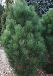 Borovice černá 'Green Rocket' - Pinus nigra 'Green Rocket'













 - 1