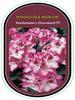 Rododendron (T) 'Hachmann's Charmant' ® - Rhododendron (T) 'Hachmann's Charmant' ® - 1/2