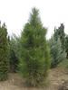 Borovice černá 'Fastigiata' - Pinus nigra 'Fastigiata'












 - 1/2