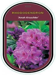Rododendron (T) 'Anah Kruschke'-Rhododendron (T) 'Anah Kruschke' - 1