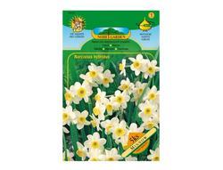 Narcis botanický MINNOW 5ks