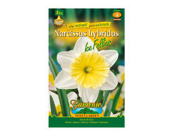 Narcis zahradní, velkokorunný ICE FOLLIES 4ks