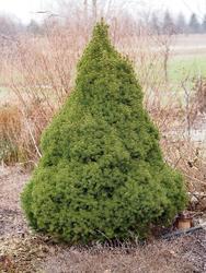 Smrk sivý 'Conica' - Picea glauca 'Conica' 




















 - 1