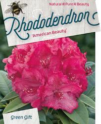 Rododendron 'P. American Beauty' – Rhododendron 'P. American Beauty' - 1