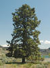 Borovice těžká - Pinus ponderosa



















 - 1/3