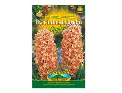 Hyacint zahradní GIPSY QUEEN 3ks