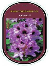 Rododendron (T) 'Kabarett' - Rhododendron (T) 'Kabarett' - 1