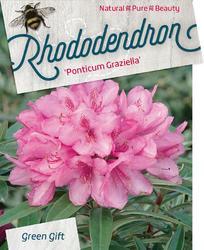 Rododendron (T) 'Graziella' - Rhododendron (T) 'Graziella' - 1