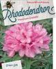 Rododendron (T) 'Graziella' - Rhododendron (T) 'Graziella' - 1/3