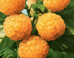 Maliník obecný 'Fallgold' - Rubus idaeus 'Fallgold' 